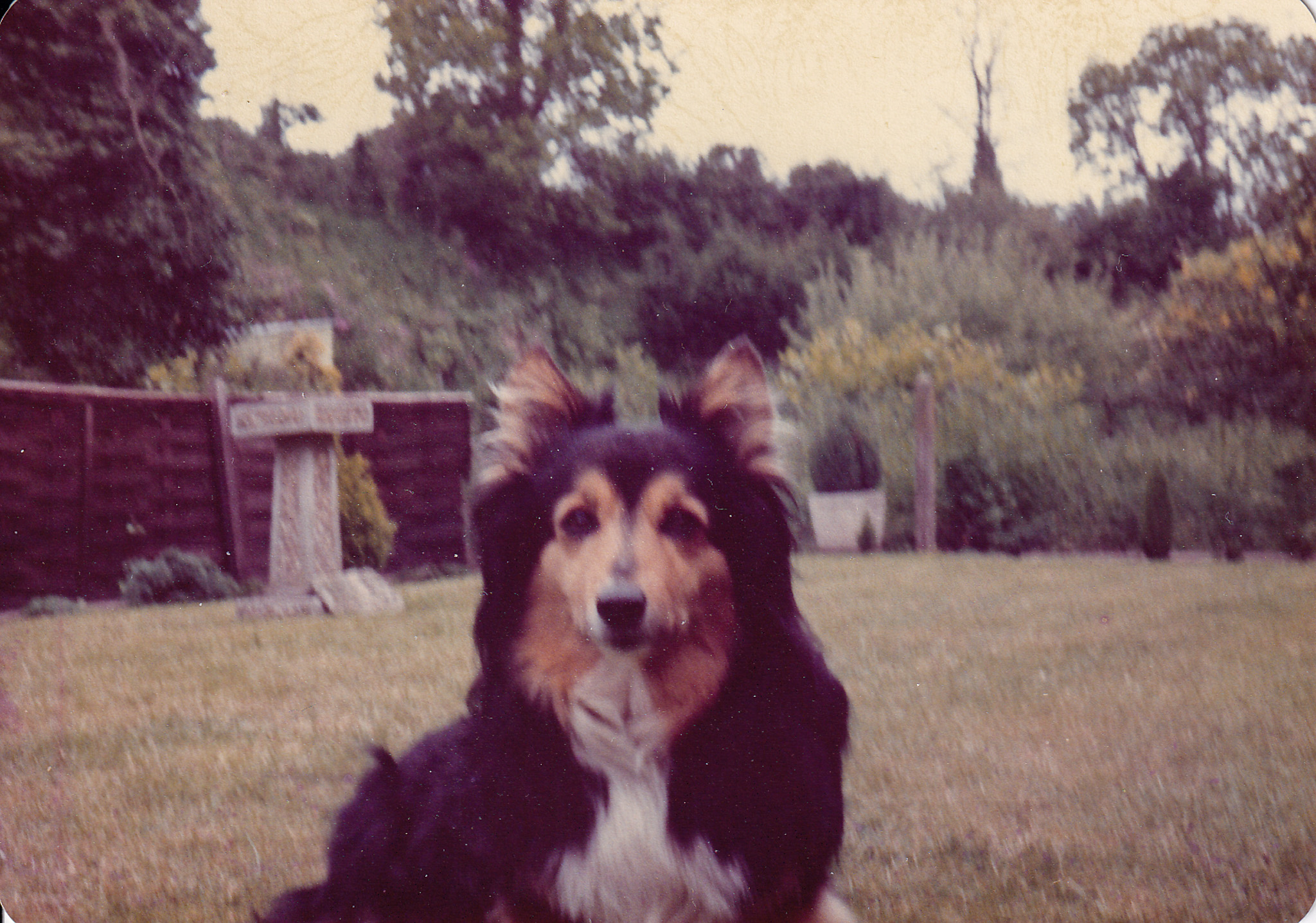 Dog