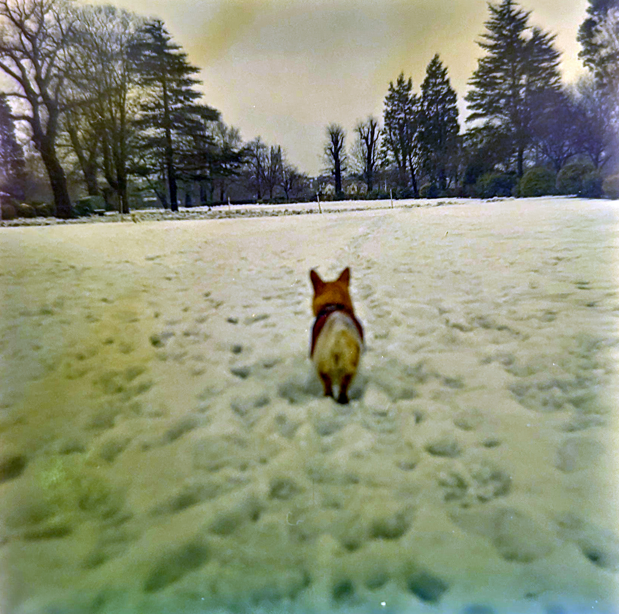 Dog in snow