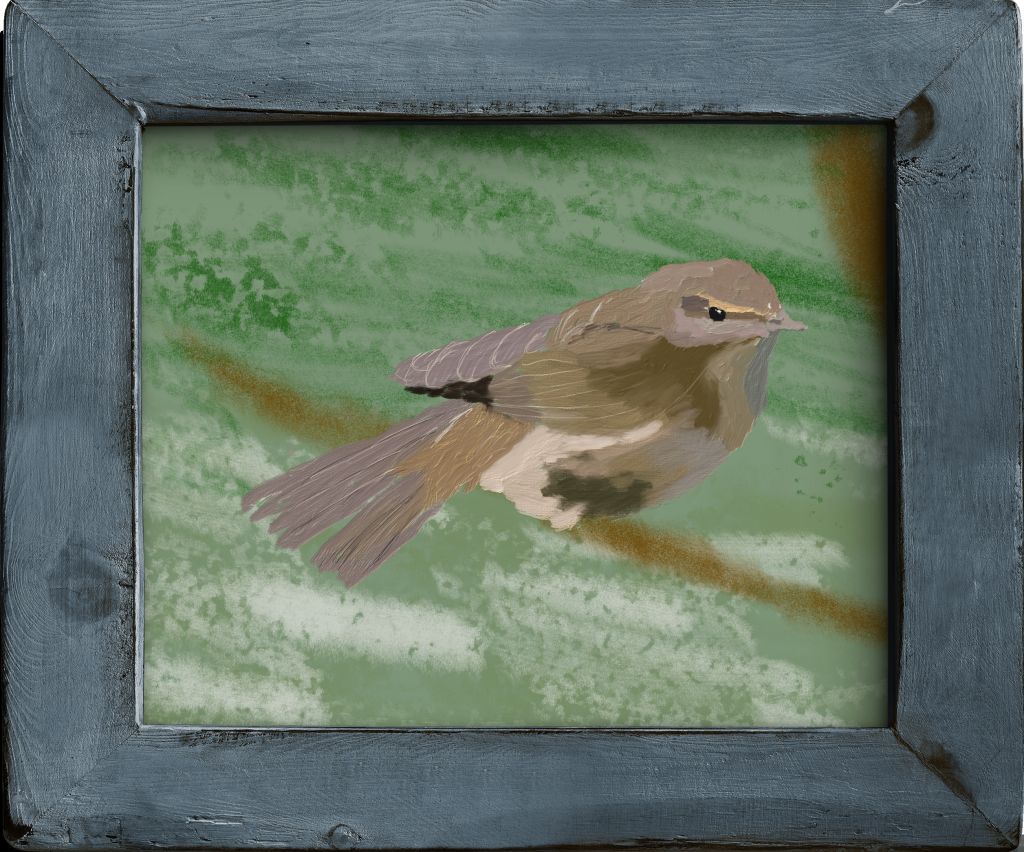 Chiffchaff image 4