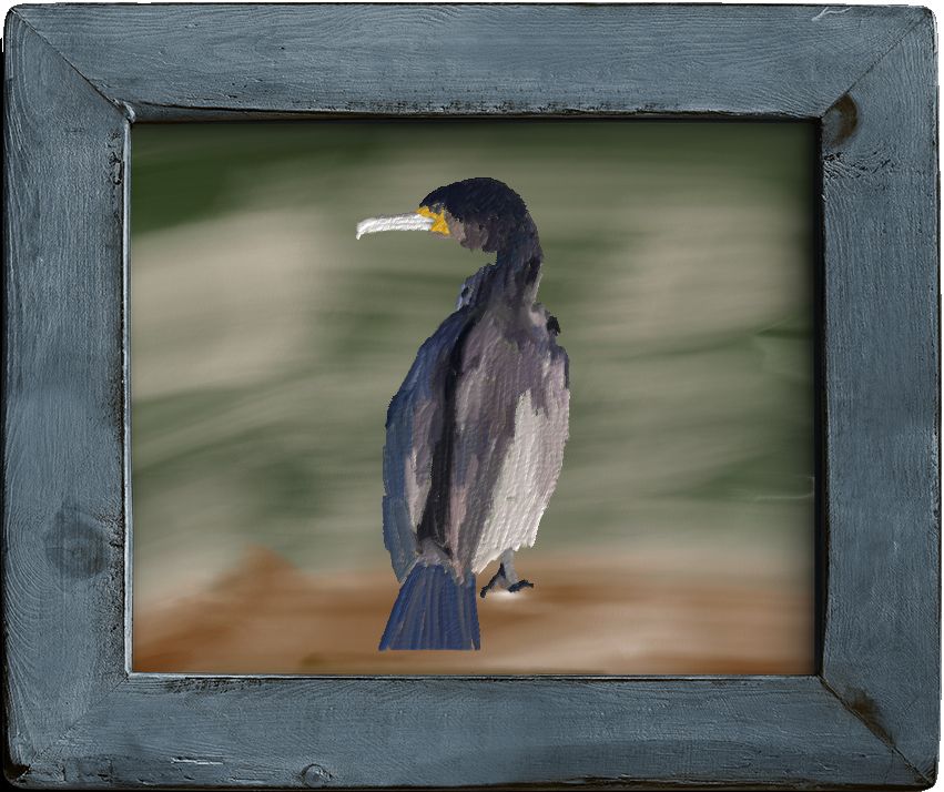 Cormorant image 4