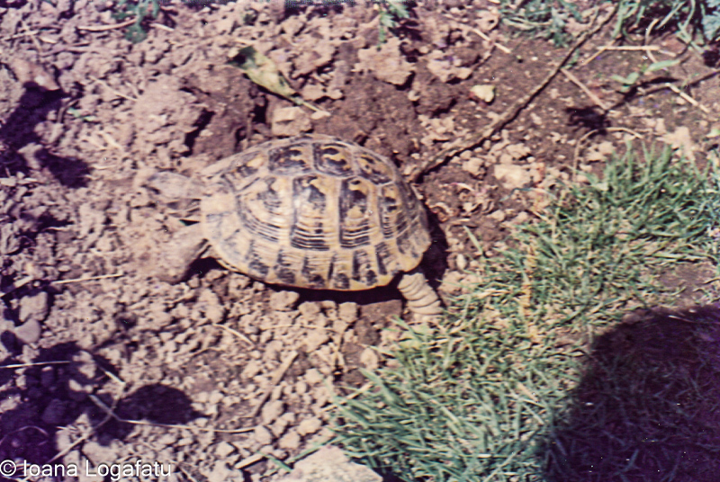 Tortoise exploring garden soil in sunny weather