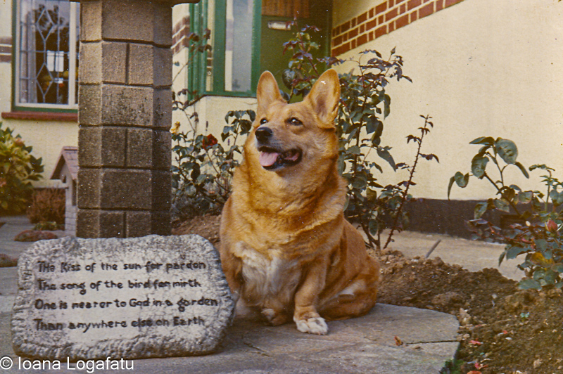 Corgi sitting by garden stone in sunny backyard