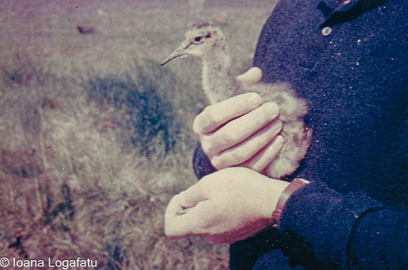 Holding a young bird in a grassy field