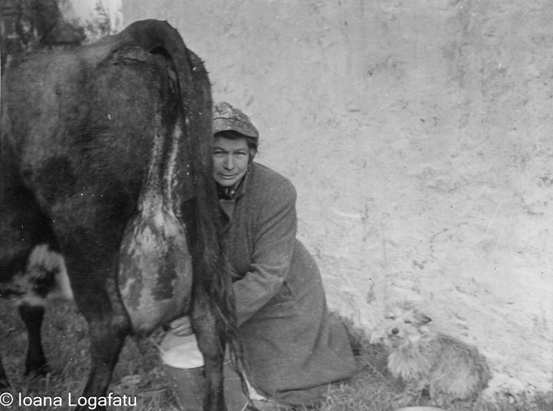 Woman milking a cow in rural setting