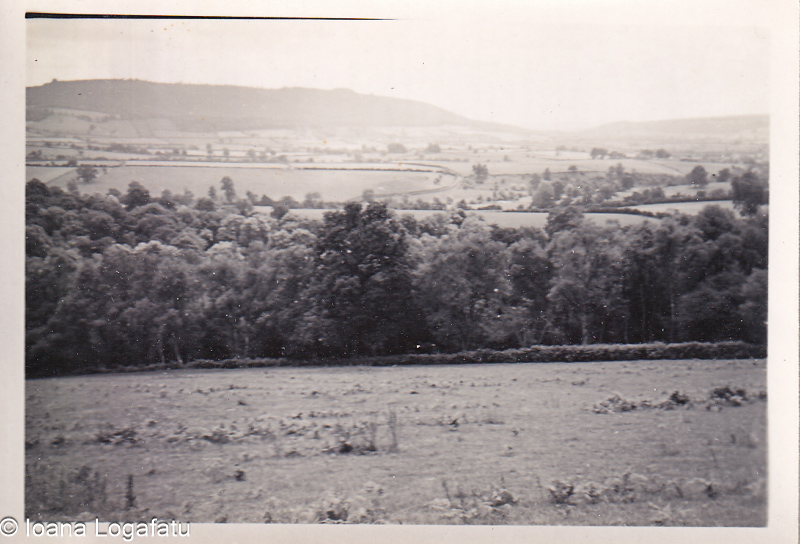 Summer hills and lush greenery
