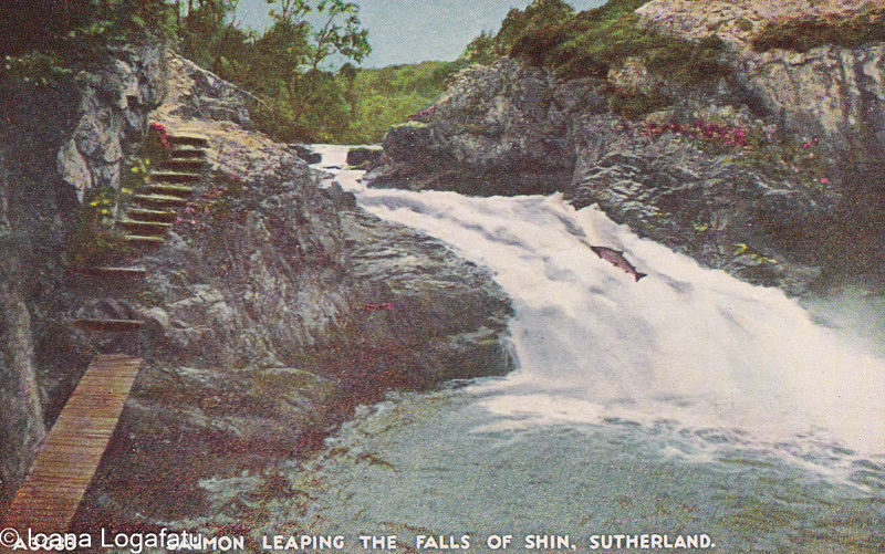 Salmon leap at the Falls of Shin