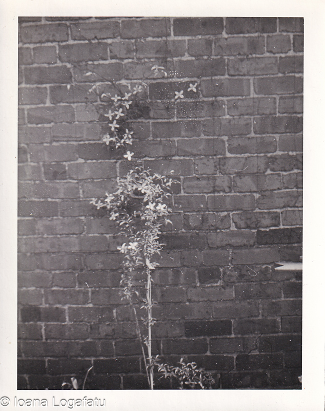 Vines climbing a weathered brick wall in sunlight