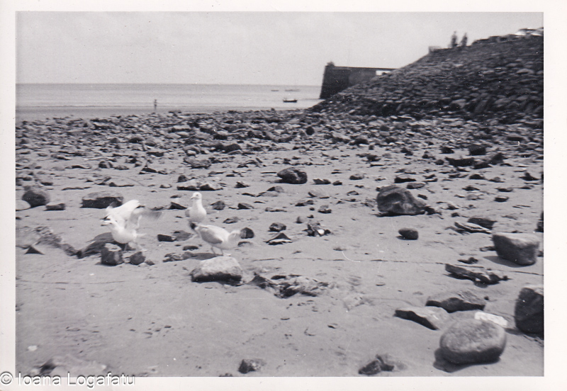 Seagulls exploring a rocky shore on a sunny day