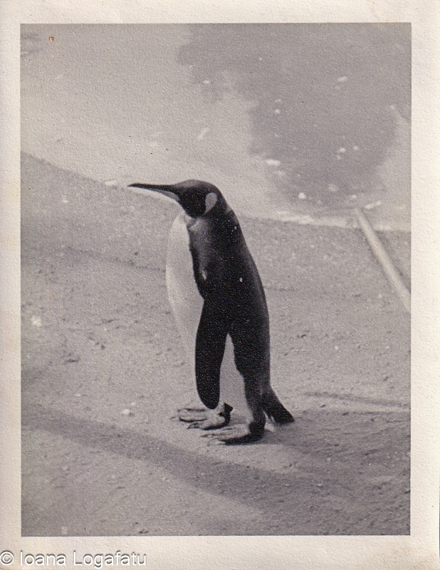 Penguin standing by the water in a serene setting