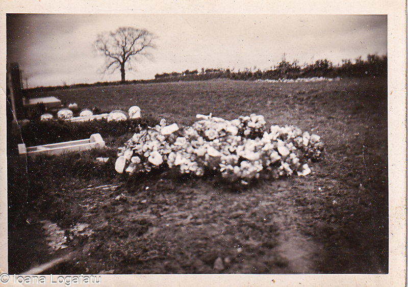 Flowers laid gently on a grave in a quiet field