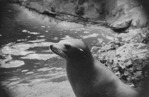 Seal observing water in a natural habitat