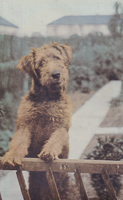 Dog standing on wooden fence in garden setting