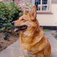 Happy corgi relaxing in a garden during daylight