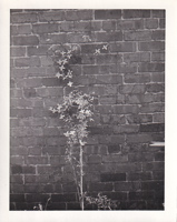 Vines climbing a weathered brick wall in sunlight