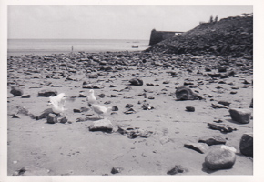 Seagulls exploring a rocky shore on a sunny day