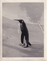 Penguin standing by the water in a serene setting