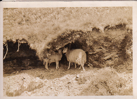 Two sheep sheltering under a rocky overhang