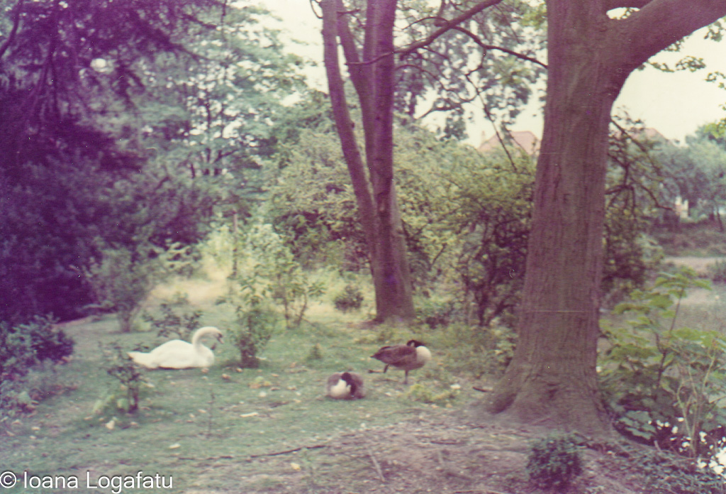 Swans and ducks enjoying a tranquil park setting