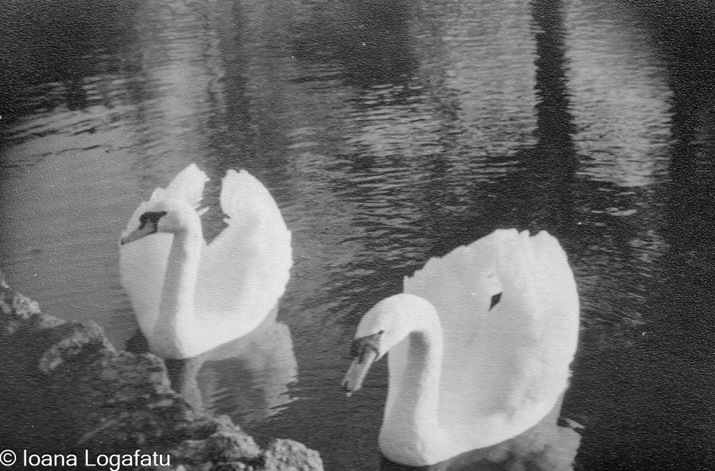 Swans gliding gracefully on the calm water