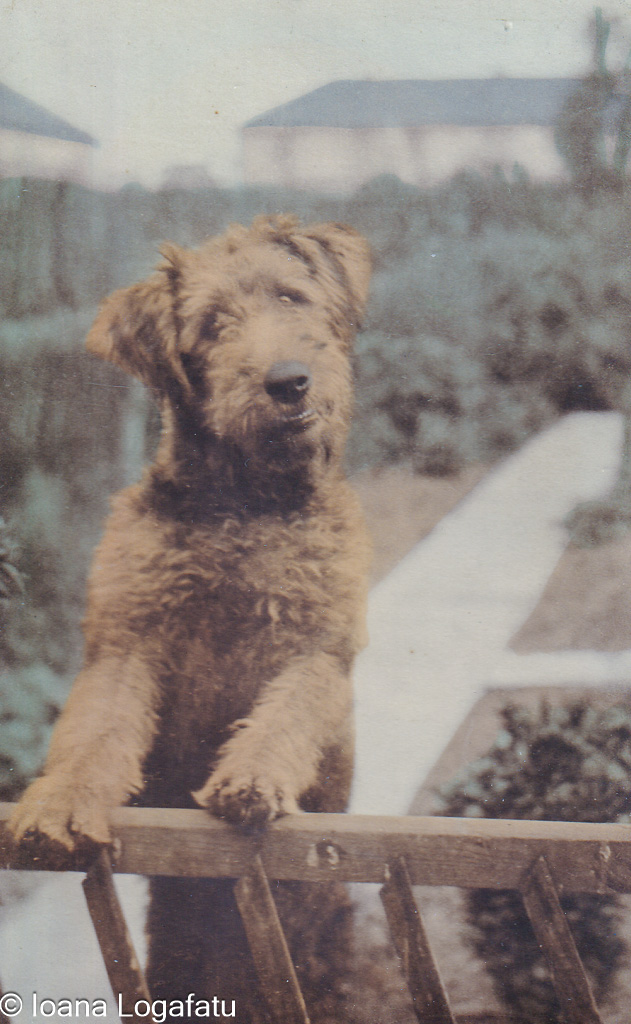 Dog standing on wooden fence in garden setting