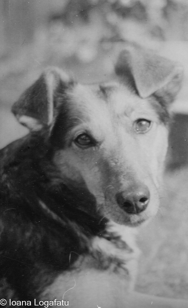 Dog enjoying a sunny afternoon outdoors