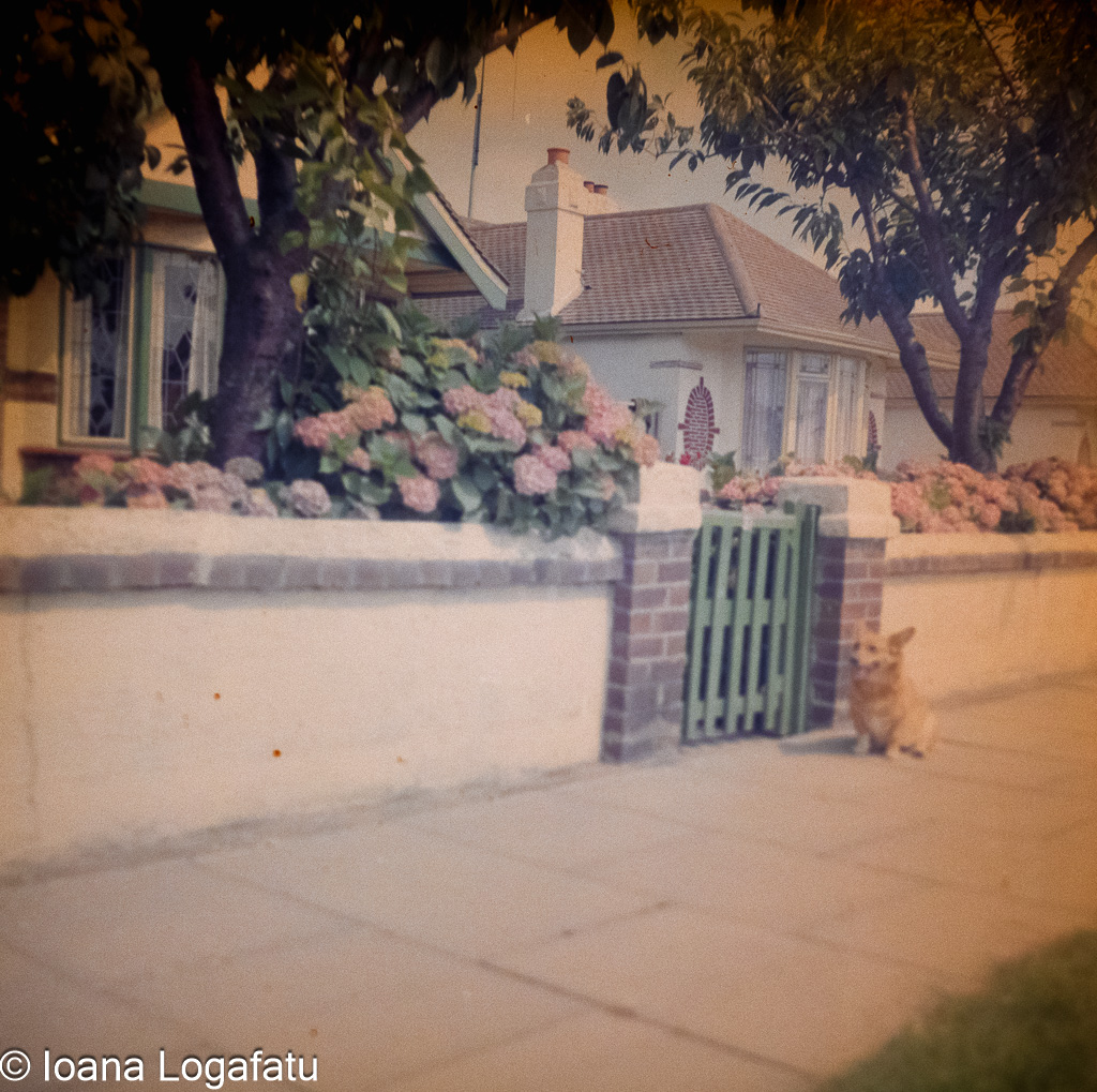 Dog sitting by a garden gate on a sunny day