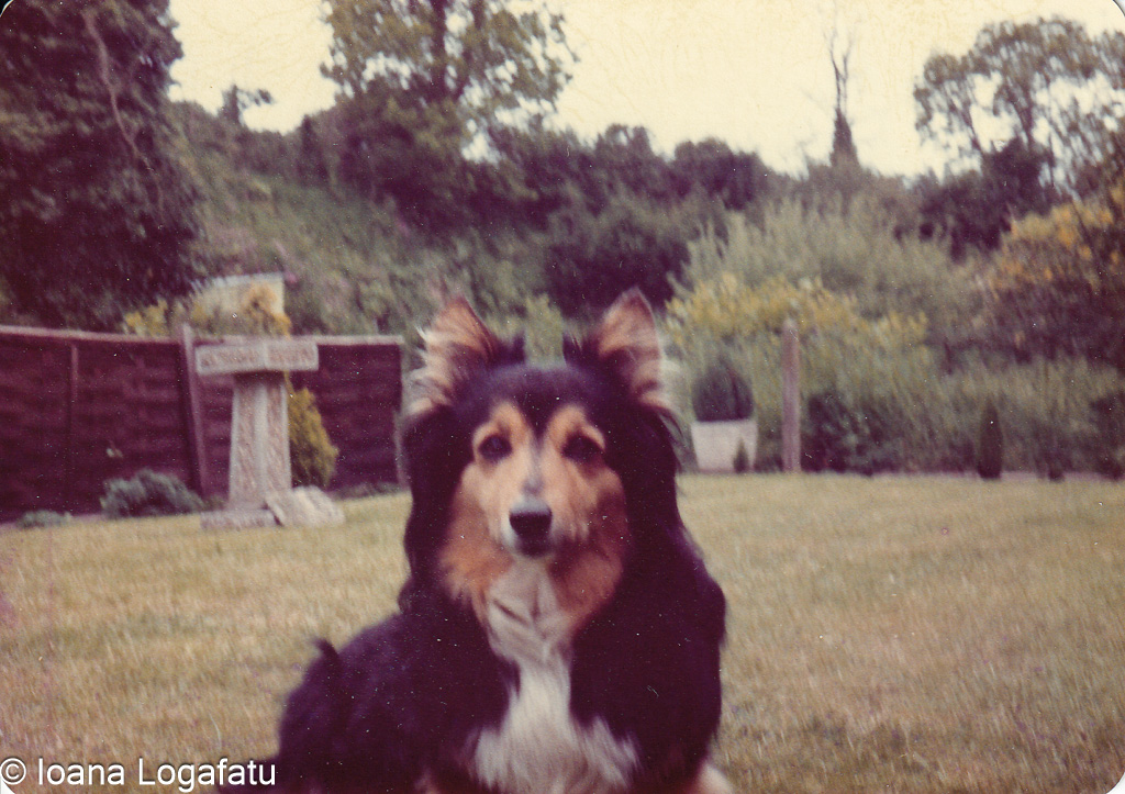 Dog resting in a garden during a sunny day