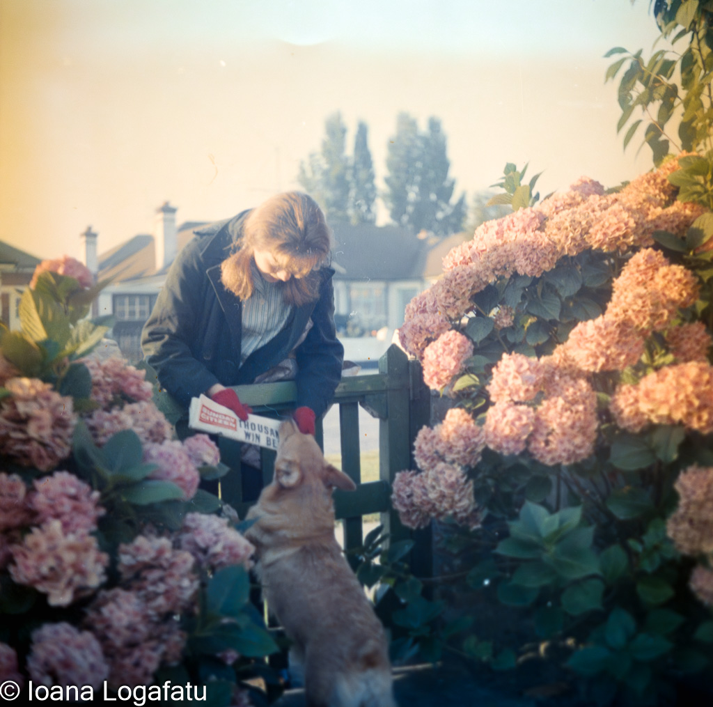 Corgi plays with girl near blooming flowers