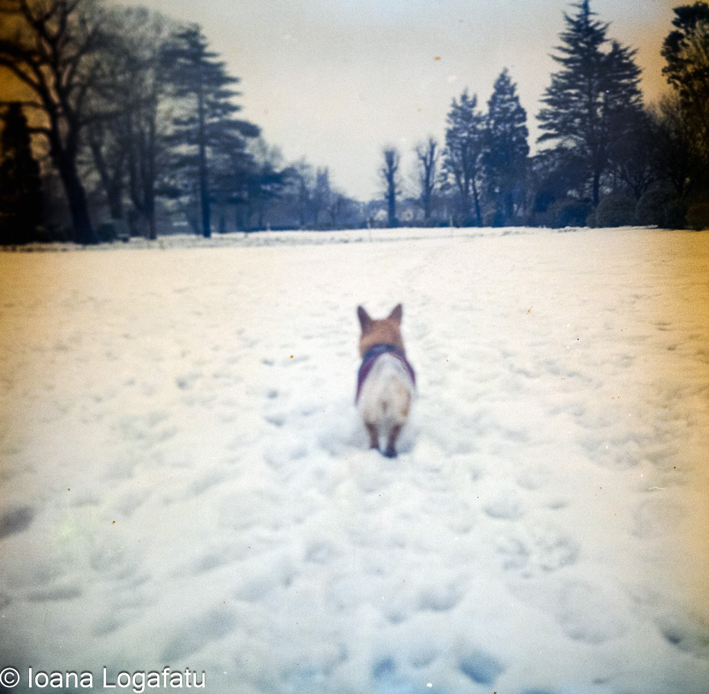 Corgi enjoys a snowy stroll in the park