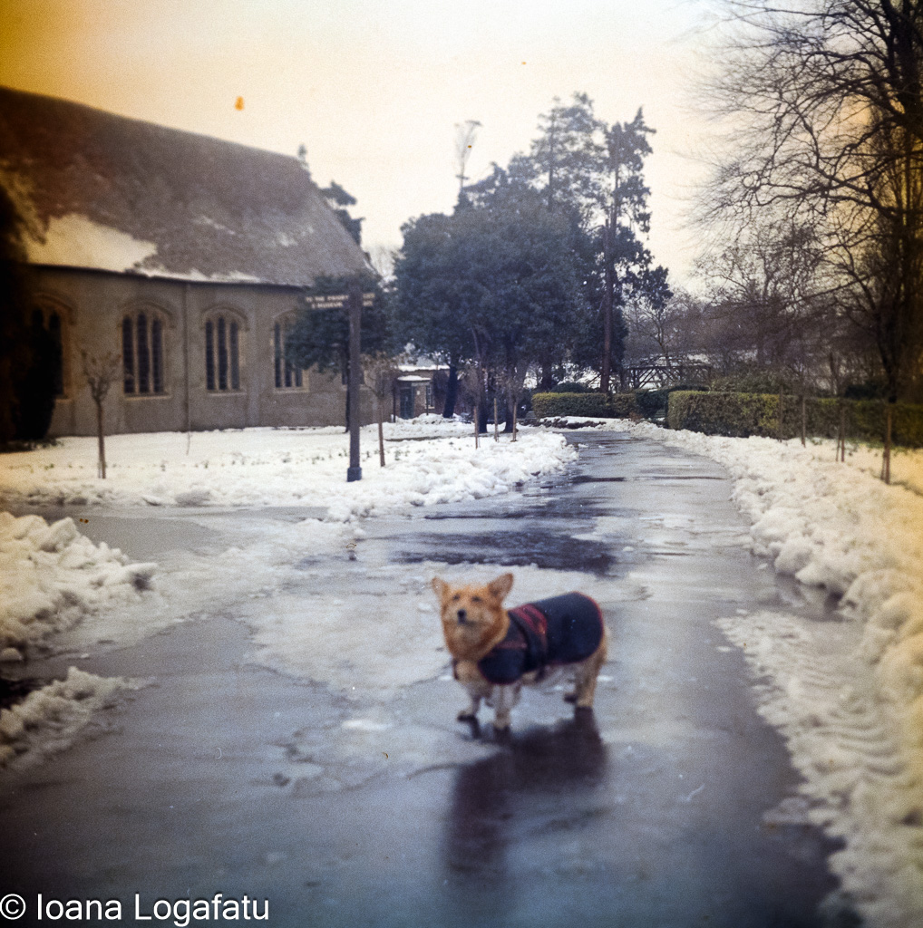 Corgi walking on snowy path by a building