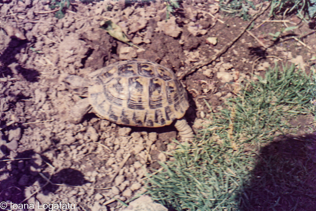 Tortoise exploring garden soil in sunny weather