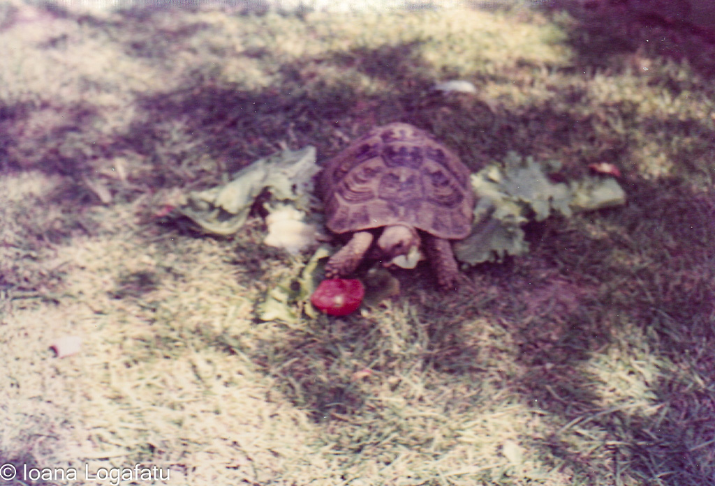 Tortoise enjoying a snack in green grass