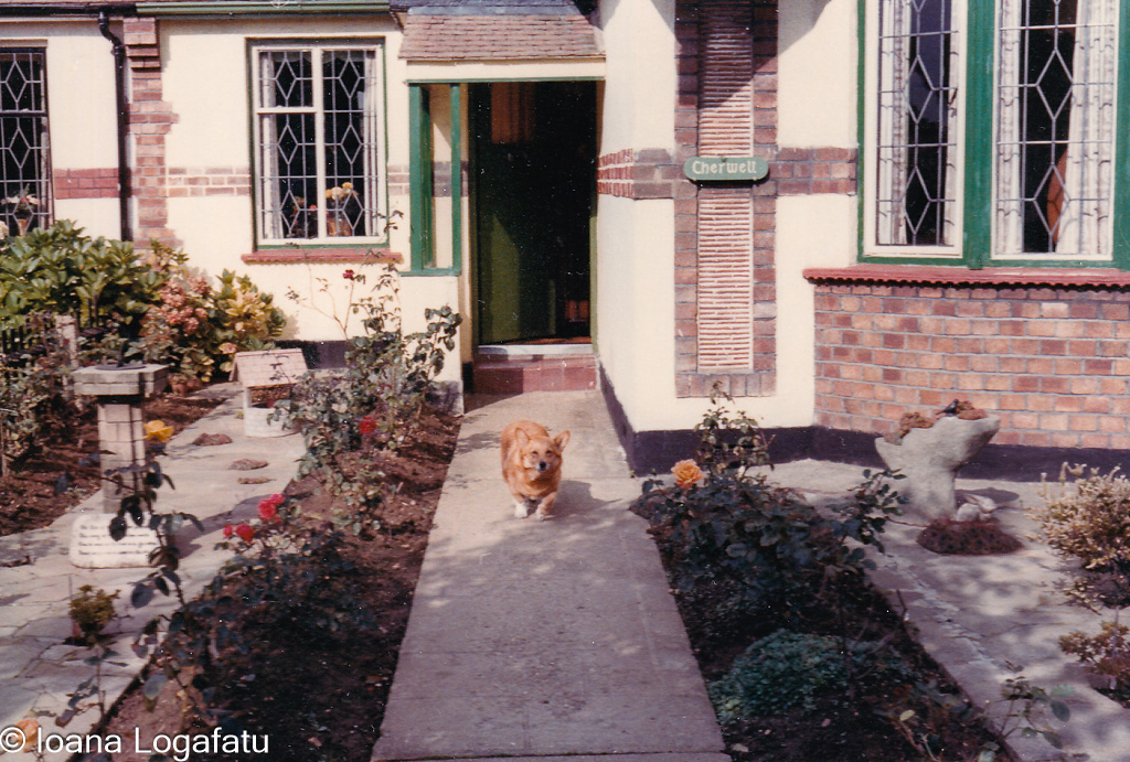 Dog running in front of a charming home garden