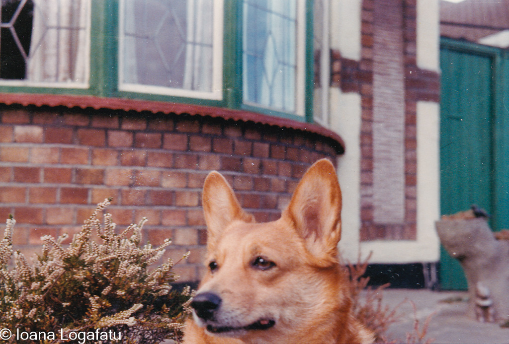 Corgi relaxing in garden near charming brick house