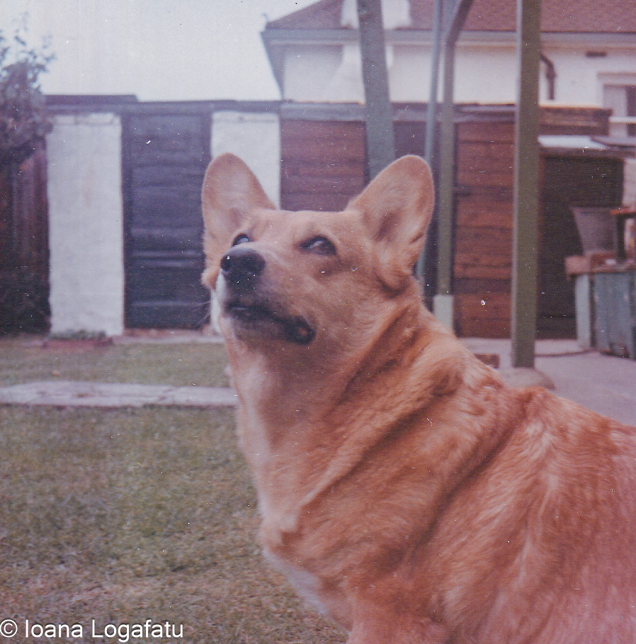 Corgi enjoying a sunny day in the backyard