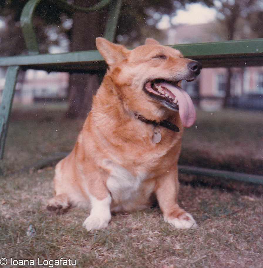 Happy corgi enjoying a sunny day in the park