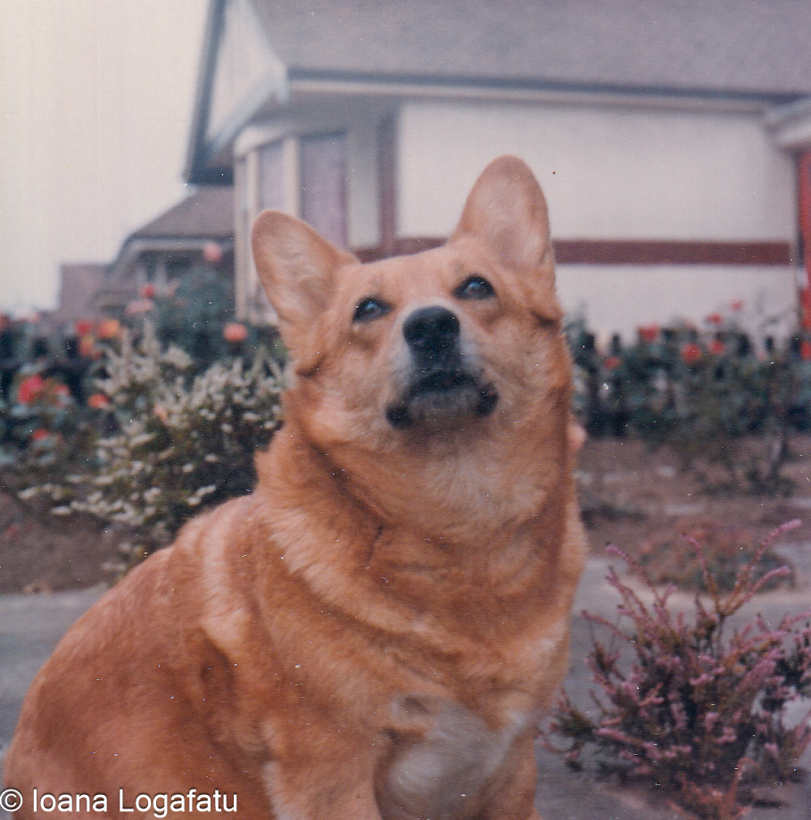 Corgi enjoying a peaceful moment in the garden