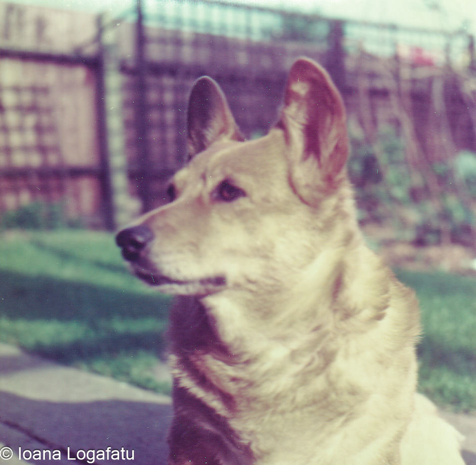 Corgi resting in the garden on a sunny day