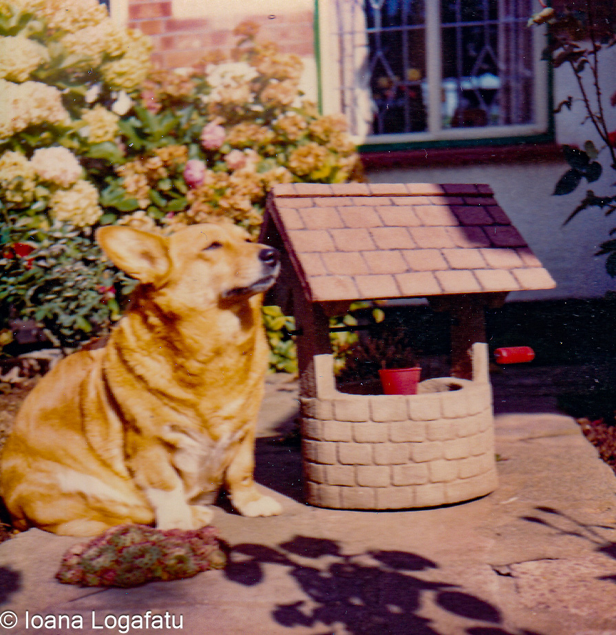 Playful corgi by a garden well under sunlight