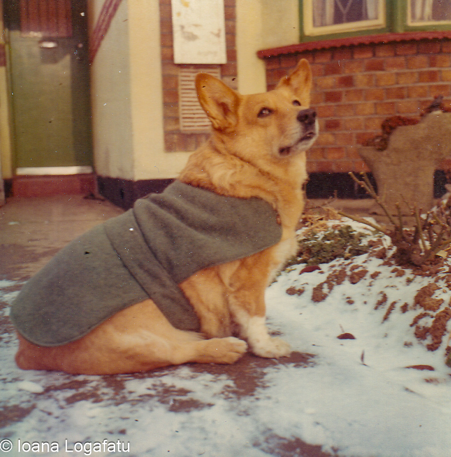 Corgi wearing a coat enjoys a snowy day outdoors