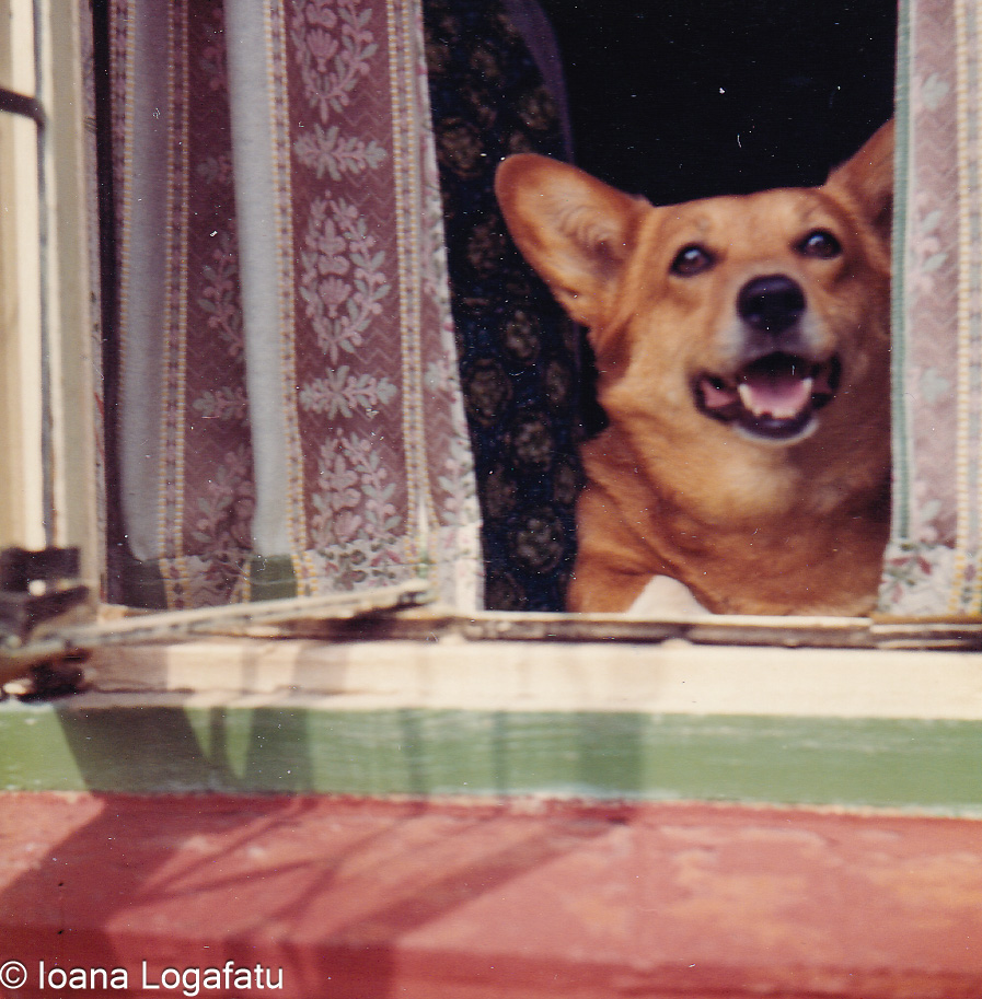 Happy corgi looking out the window on a sunny day