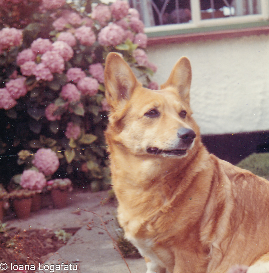 Dog surrounded by blooming flowers in a garden