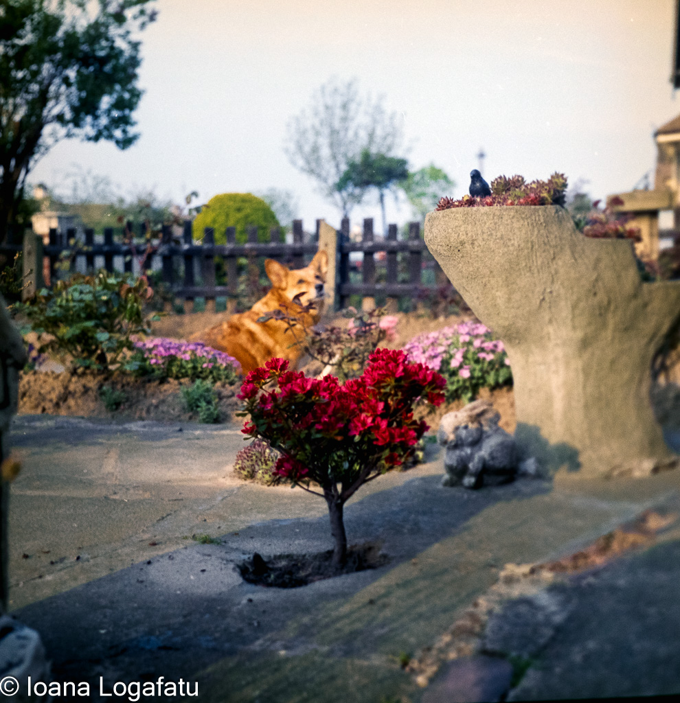 Beautiful garden with a dog enjoying nature