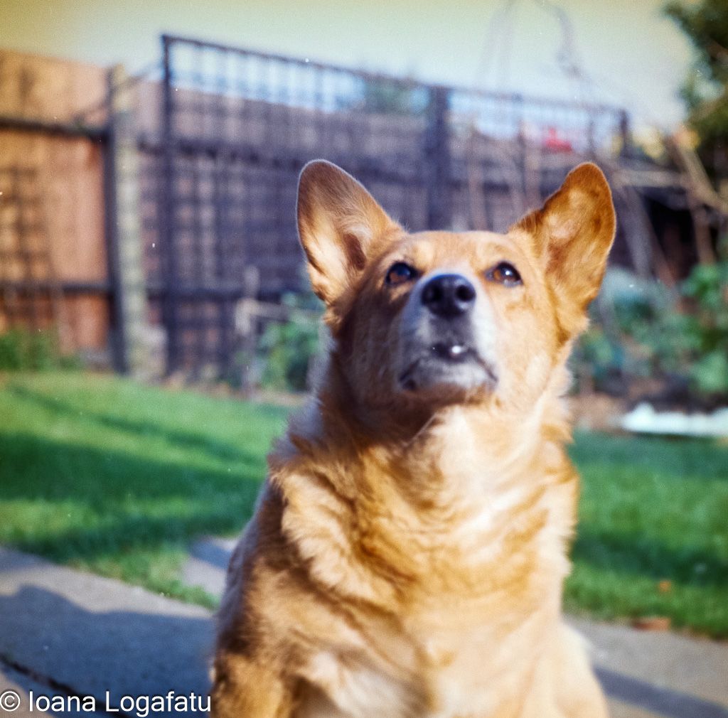 Curious dog enjoying a sunny day in the yard
