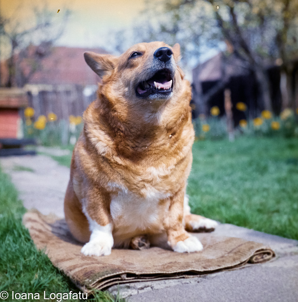 Corgi relaxing in sunny garden during springtime