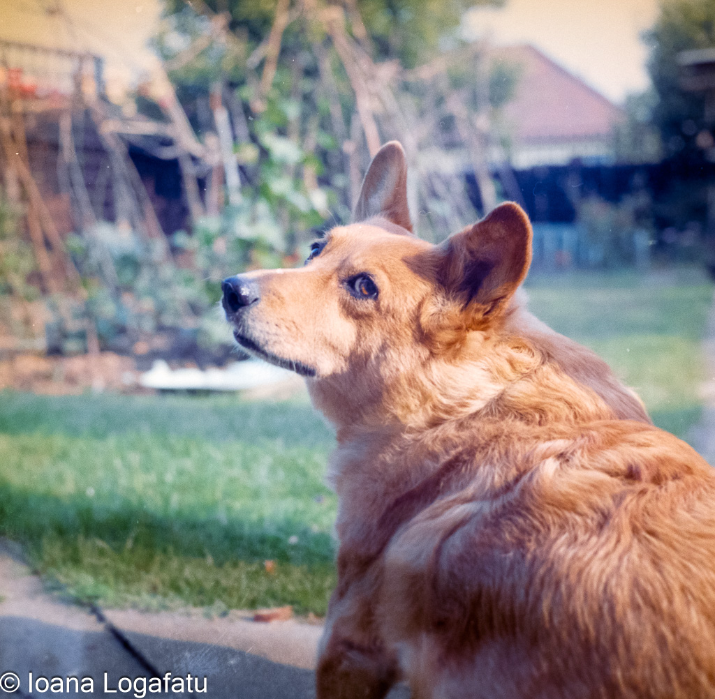 Corgi relaxing in a sunny backyard garden