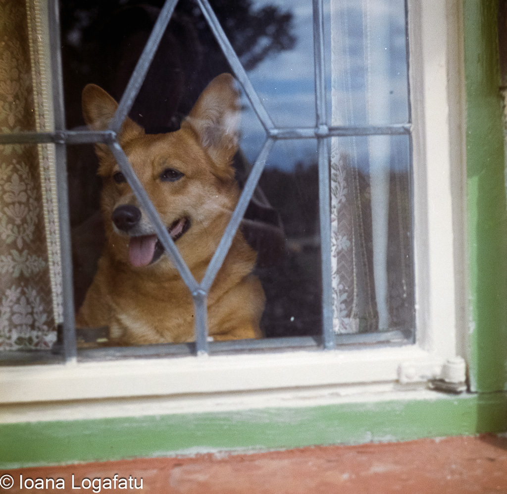 Dog looking out the window on a sunny day