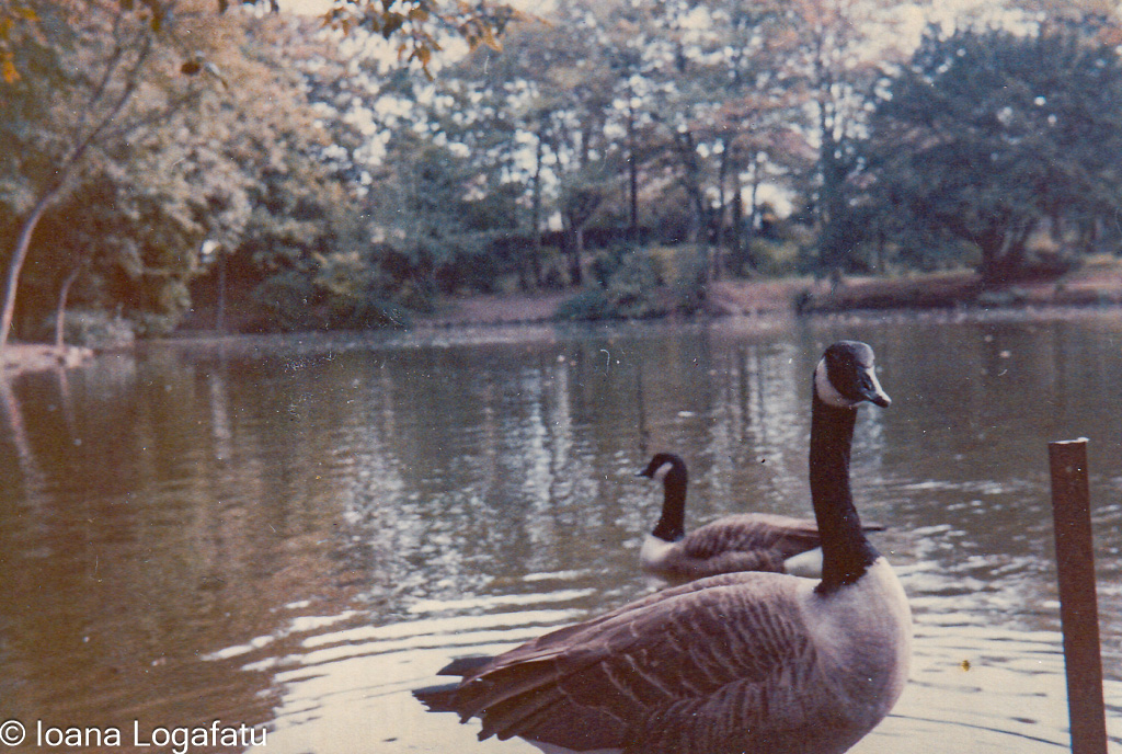 Geese swimming in tranquil park lake at dusk
