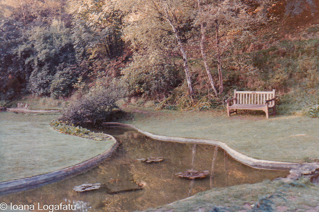 Serenity by the pond in a peaceful garden setting