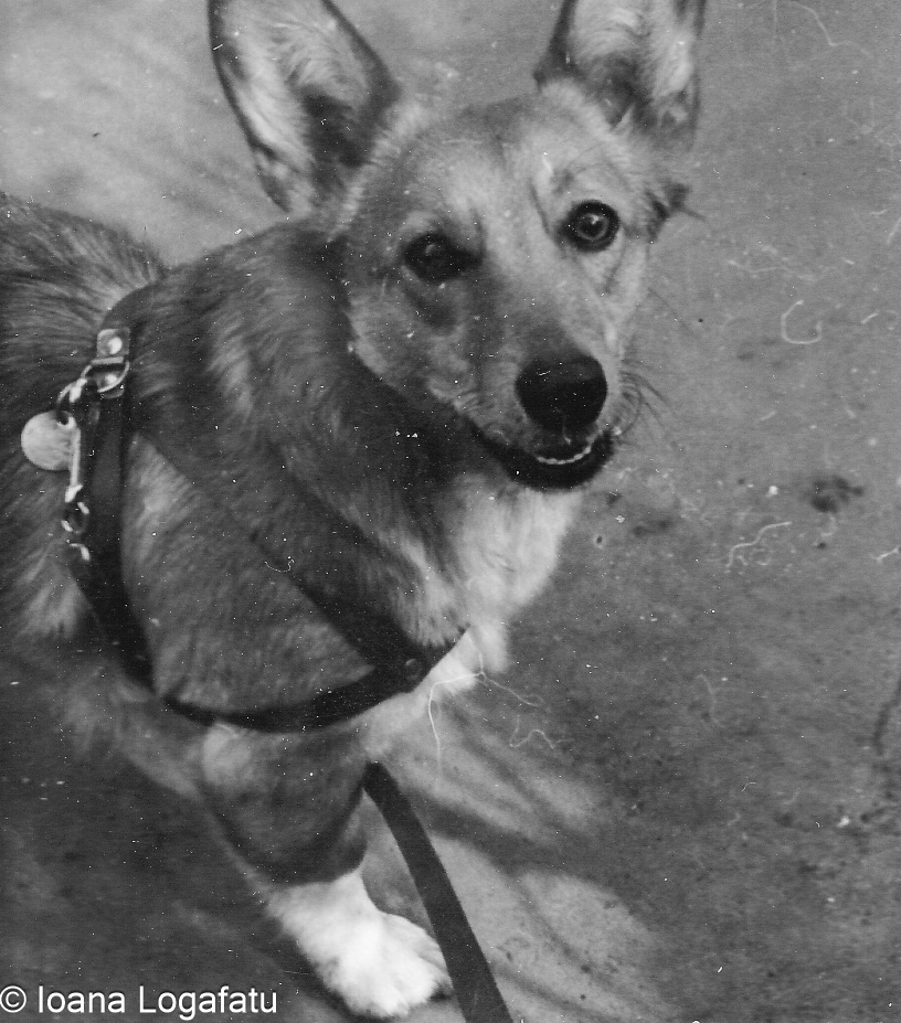 Corgi enjoys a walk in the park during spring